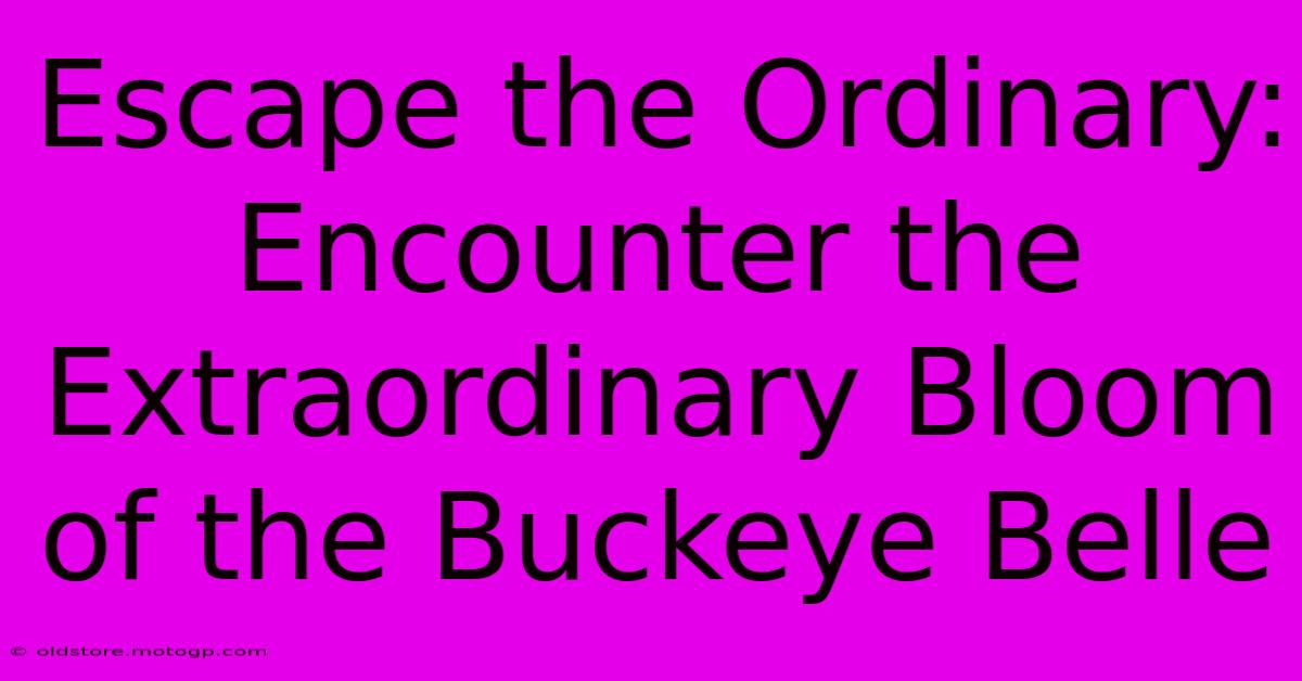 Escape The Ordinary: Encounter The Extraordinary Bloom Of The Buckeye Belle