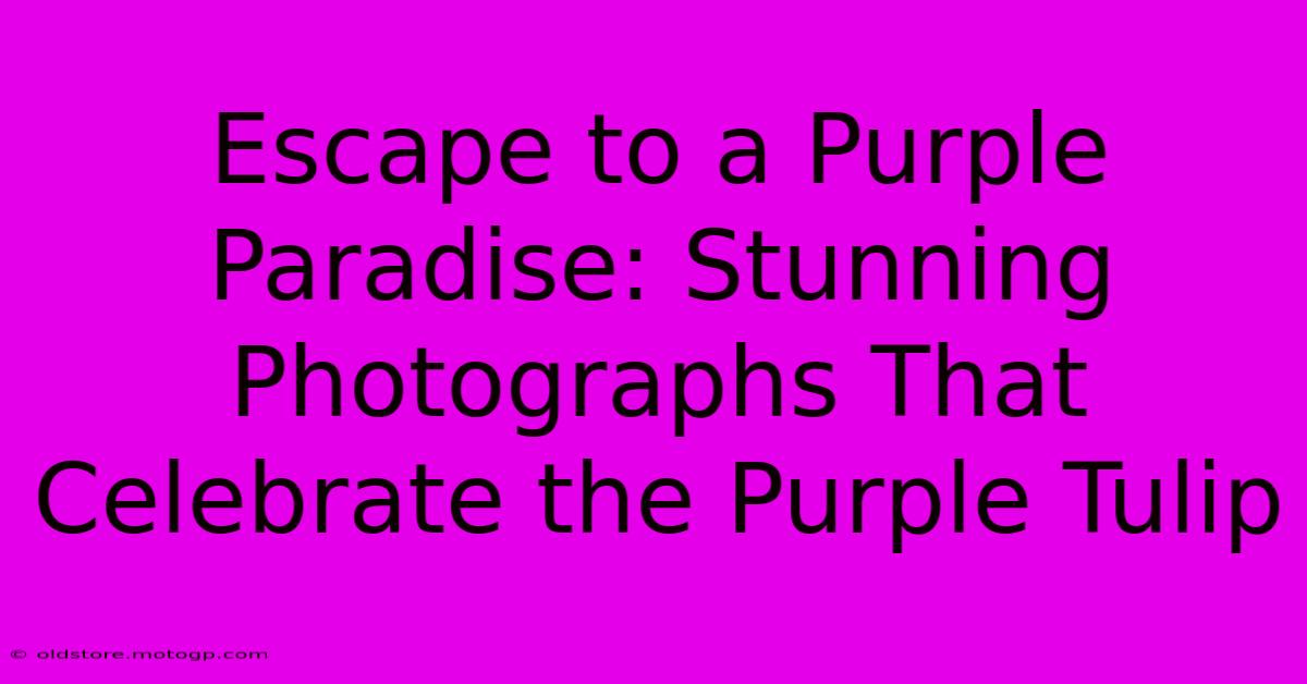 Escape To A Purple Paradise: Stunning Photographs That Celebrate The Purple Tulip