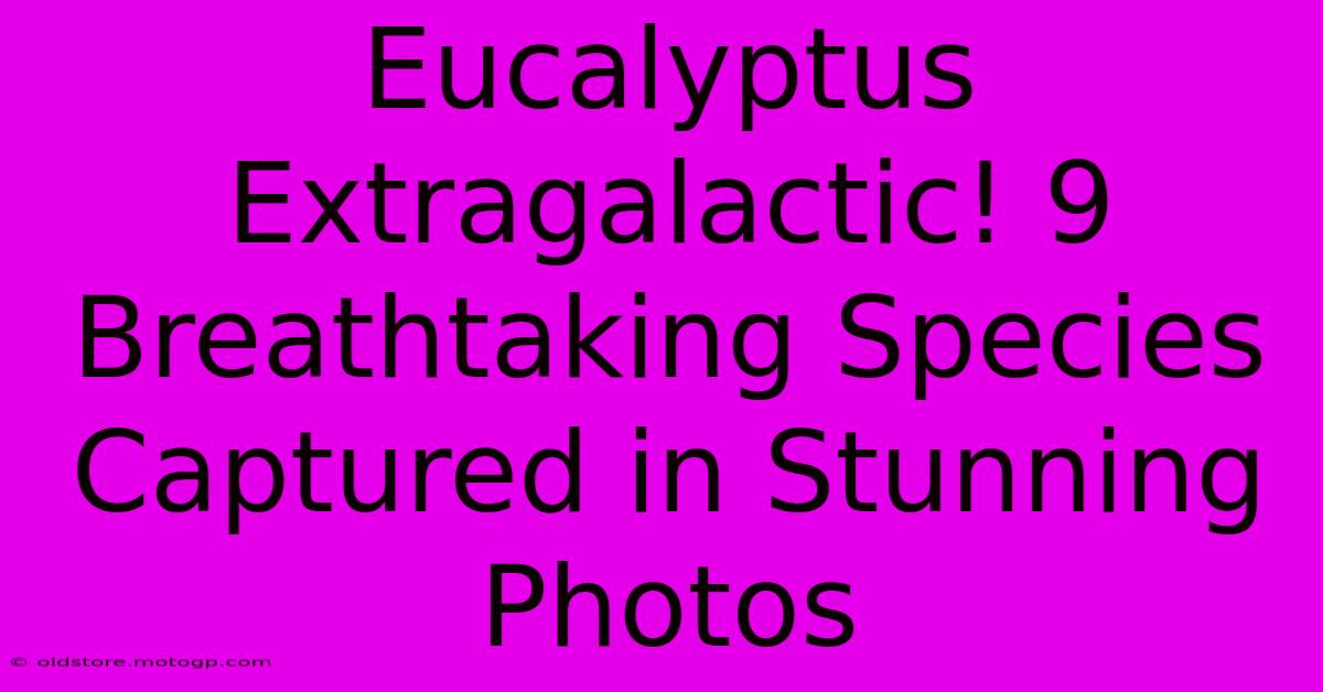 Eucalyptus Extragalactic! 9 Breathtaking Species Captured In Stunning Photos