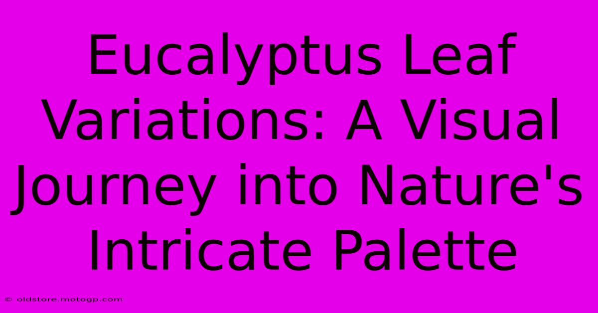 Eucalyptus Leaf Variations: A Visual Journey Into Nature's Intricate Palette