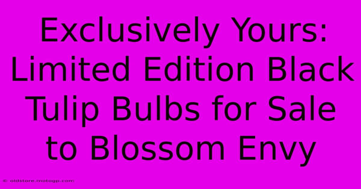 Exclusively Yours: Limited Edition Black Tulip Bulbs For Sale To Blossom Envy