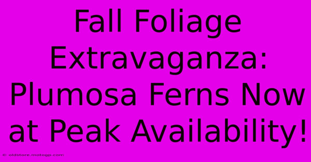 Fall Foliage Extravaganza: Plumosa Ferns Now At Peak Availability!