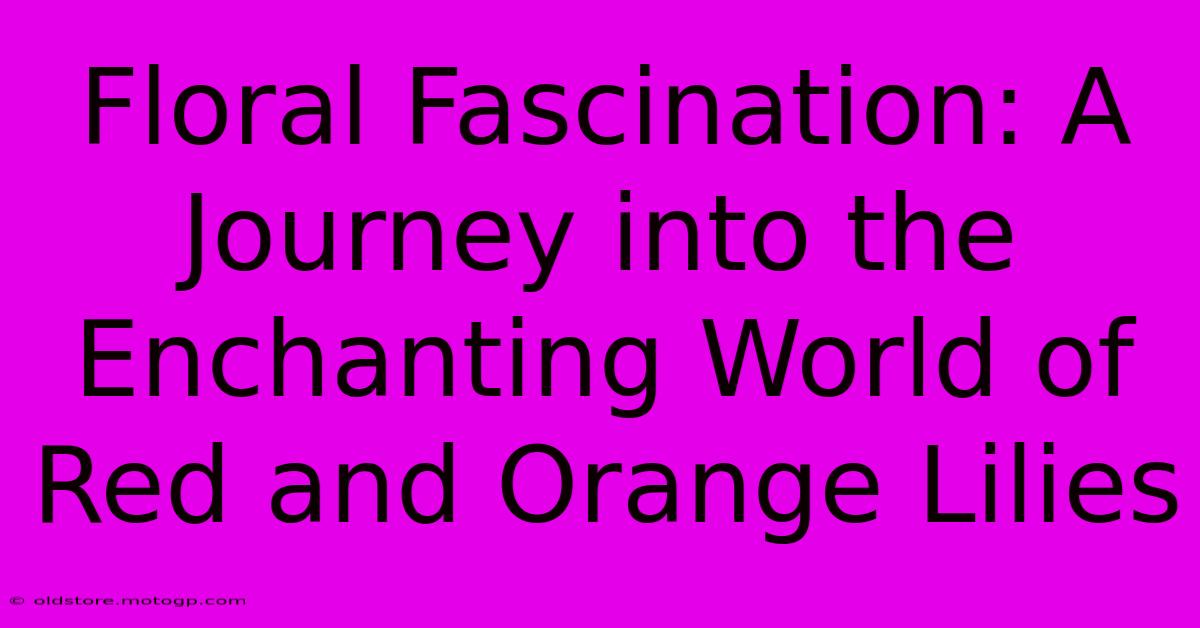 Floral Fascination: A Journey Into The Enchanting World Of Red And Orange Lilies