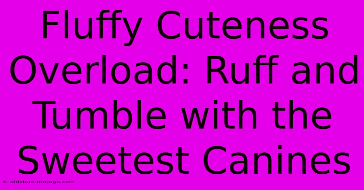 Fluffy Cuteness Overload: Ruff And Tumble With The Sweetest Canines