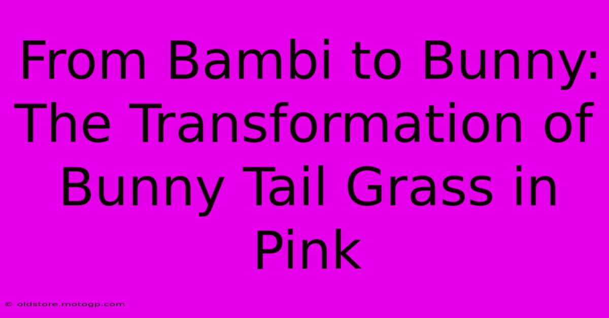 From Bambi To Bunny: The Transformation Of Bunny Tail Grass In Pink