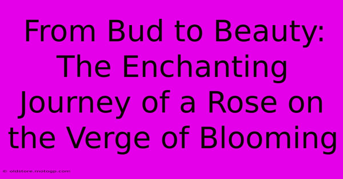 From Bud To Beauty: The Enchanting Journey Of A Rose On The Verge Of Blooming