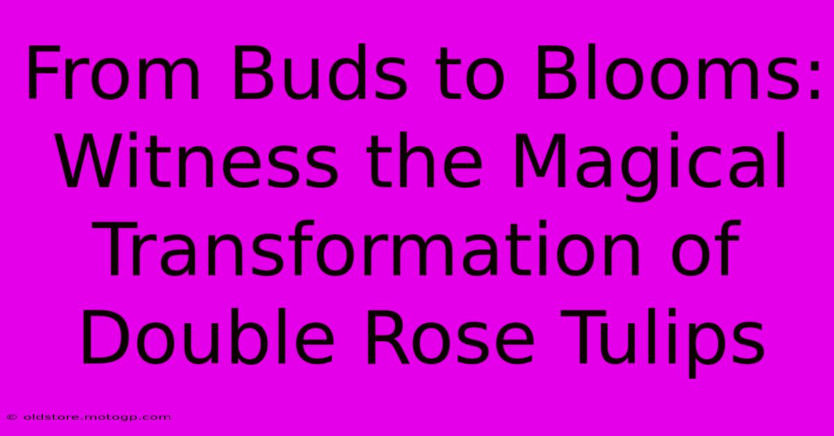 From Buds To Blooms: Witness The Magical Transformation Of Double Rose Tulips