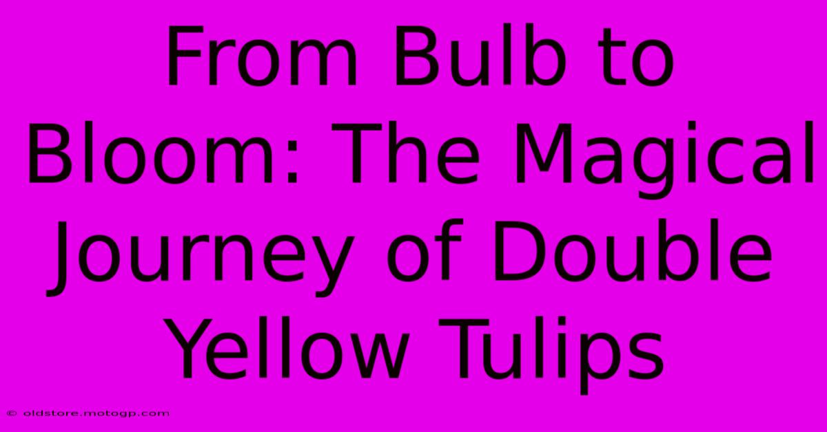 From Bulb To Bloom: The Magical Journey Of Double Yellow Tulips