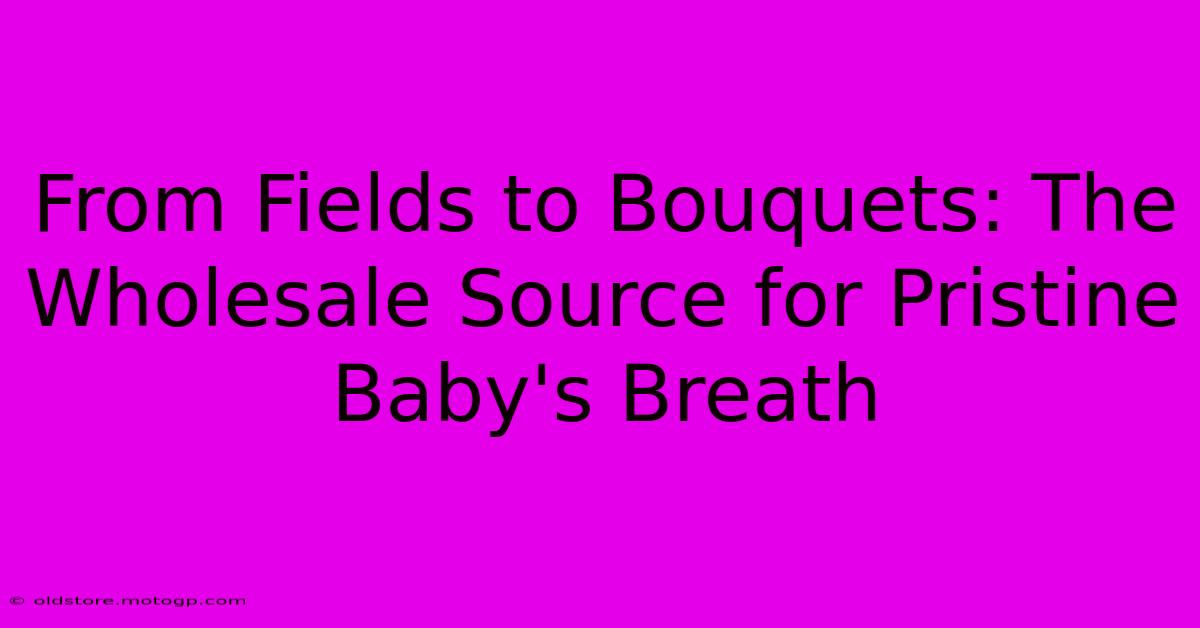 From Fields To Bouquets: The Wholesale Source For Pristine Baby's Breath