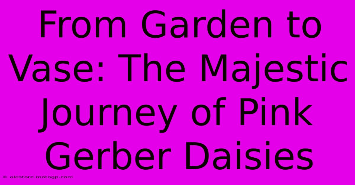 From Garden To Vase: The Majestic Journey Of Pink Gerber Daisies