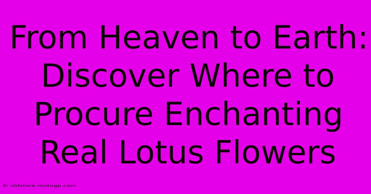 From Heaven To Earth: Discover Where To Procure Enchanting Real Lotus Flowers