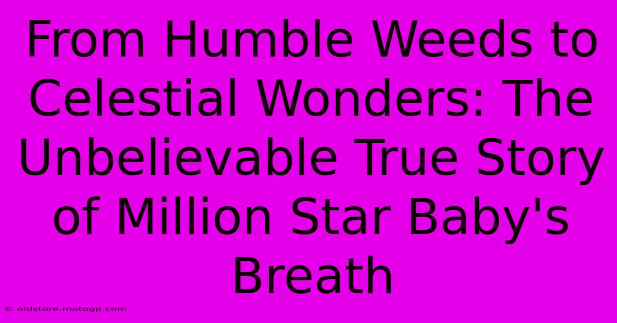 From Humble Weeds To Celestial Wonders: The Unbelievable True Story Of Million Star Baby's Breath