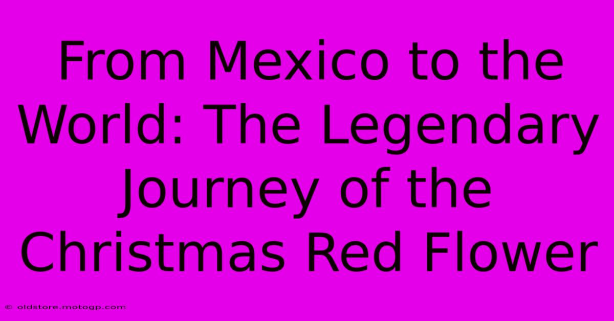 From Mexico To The World: The Legendary Journey Of The Christmas Red Flower