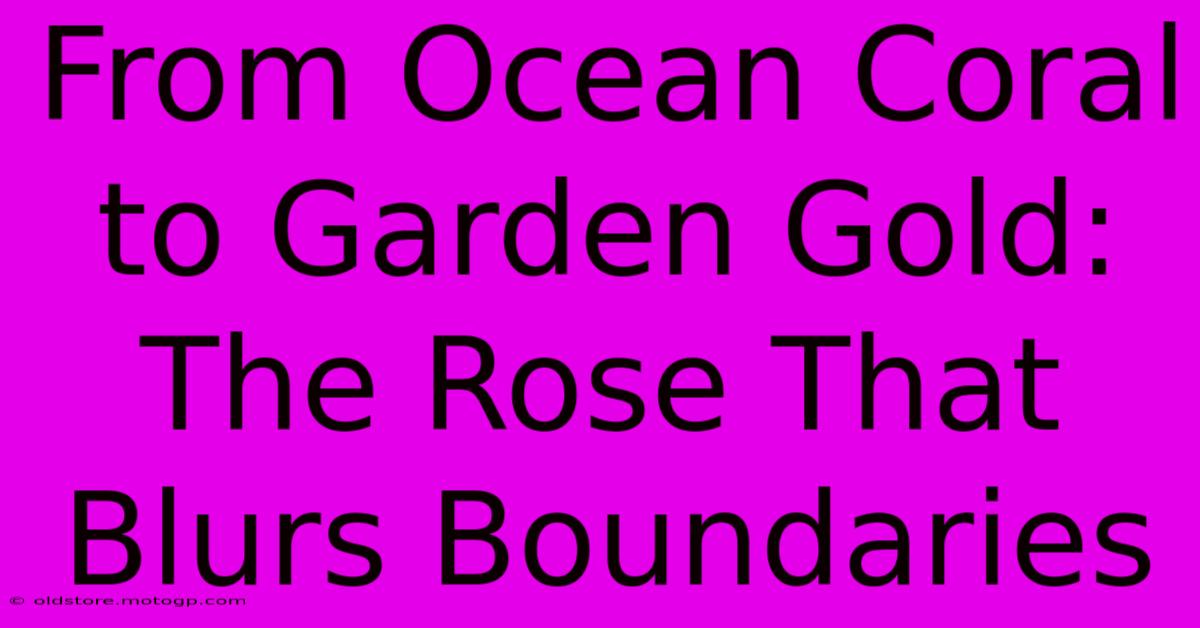 From Ocean Coral To Garden Gold: The Rose That Blurs Boundaries