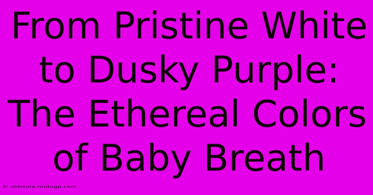 From Pristine White To Dusky Purple: The Ethereal Colors Of Baby Breath