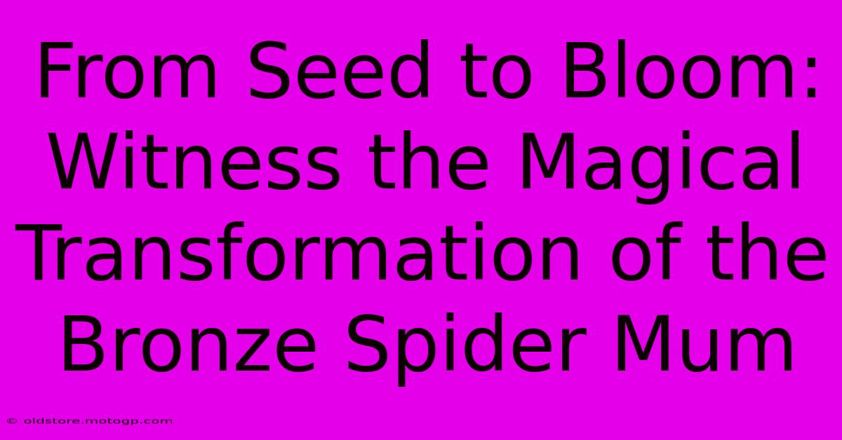 From Seed To Bloom: Witness The Magical Transformation Of The Bronze Spider Mum