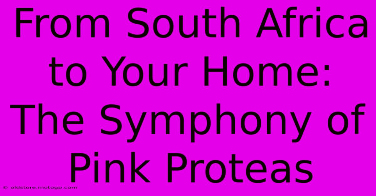 From South Africa To Your Home: The Symphony Of Pink Proteas