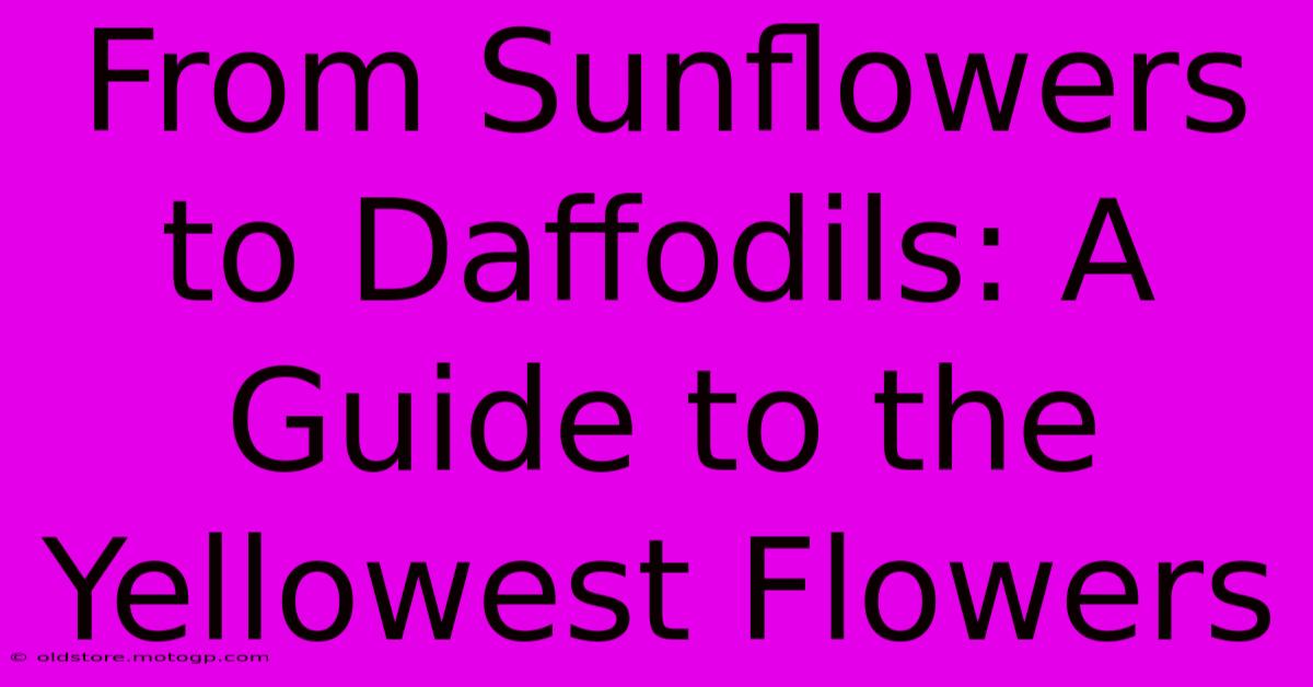 From Sunflowers To Daffodils: A Guide To The Yellowest Flowers