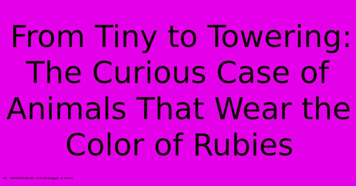 From Tiny To Towering: The Curious Case Of Animals That Wear The Color Of Rubies