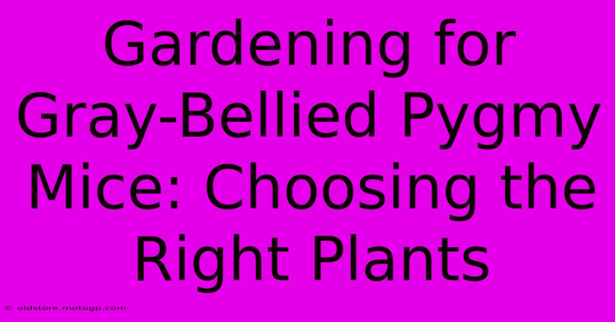 Gardening For Gray-Bellied Pygmy Mice: Choosing The Right Plants