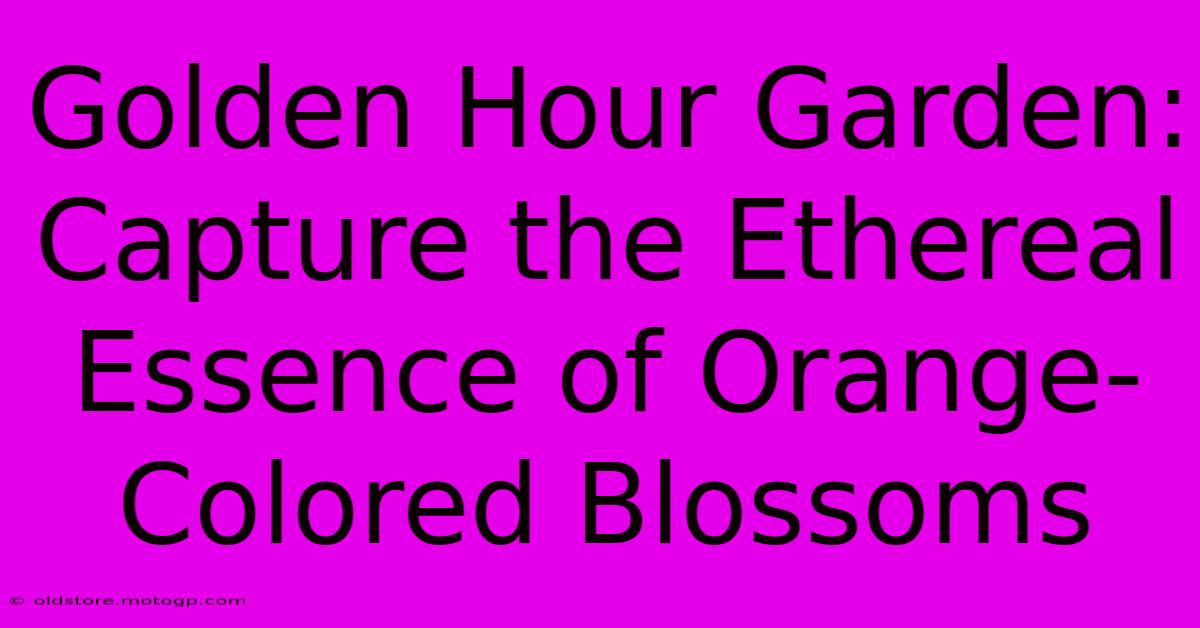 Golden Hour Garden: Capture The Ethereal Essence Of Orange-Colored Blossoms