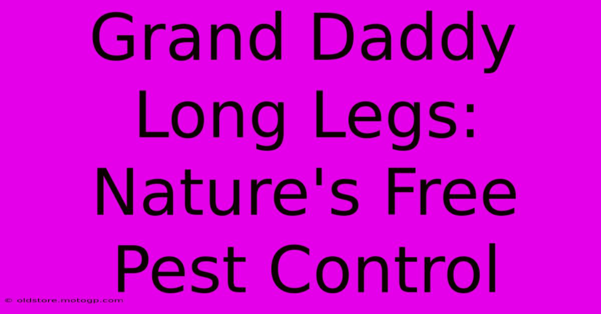 Grand Daddy Long Legs: Nature's Free Pest Control