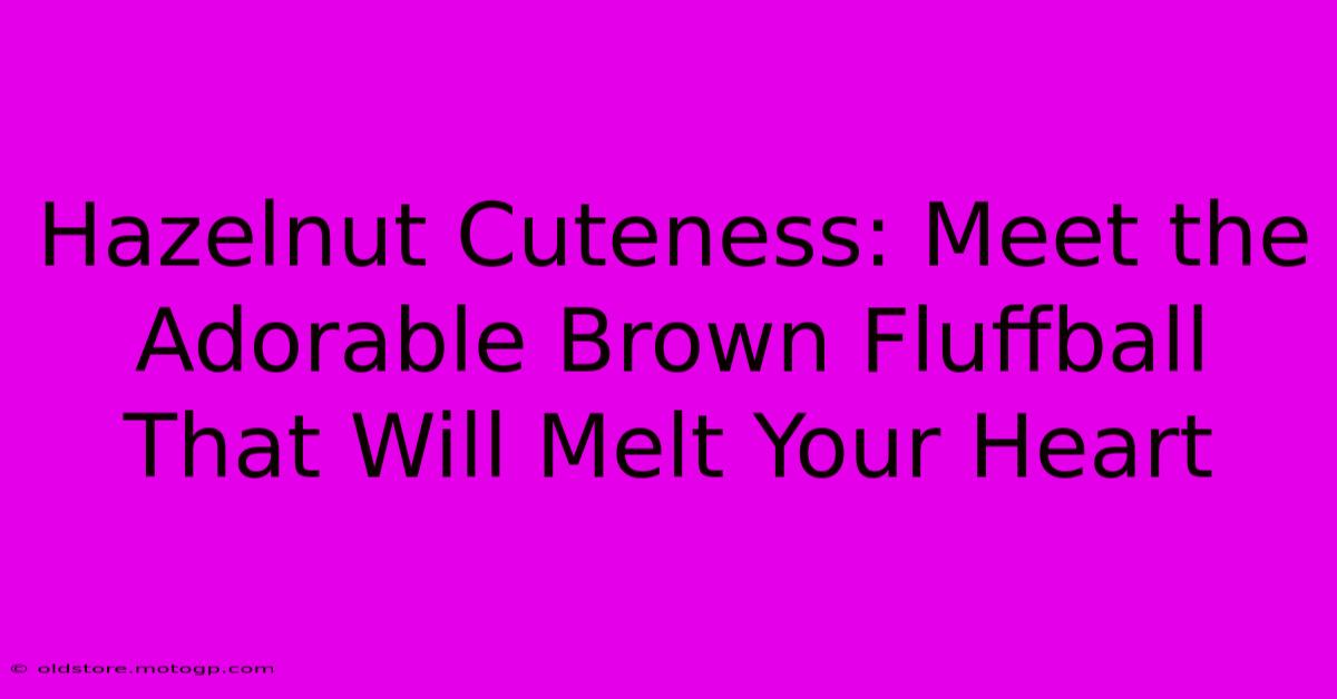 Hazelnut Cuteness: Meet The Adorable Brown Fluffball That Will Melt Your Heart