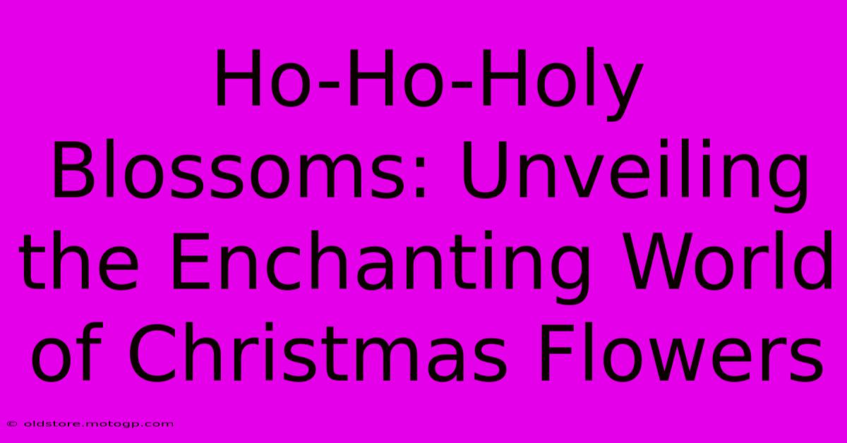 Ho-Ho-Holy Blossoms: Unveiling The Enchanting World Of Christmas Flowers