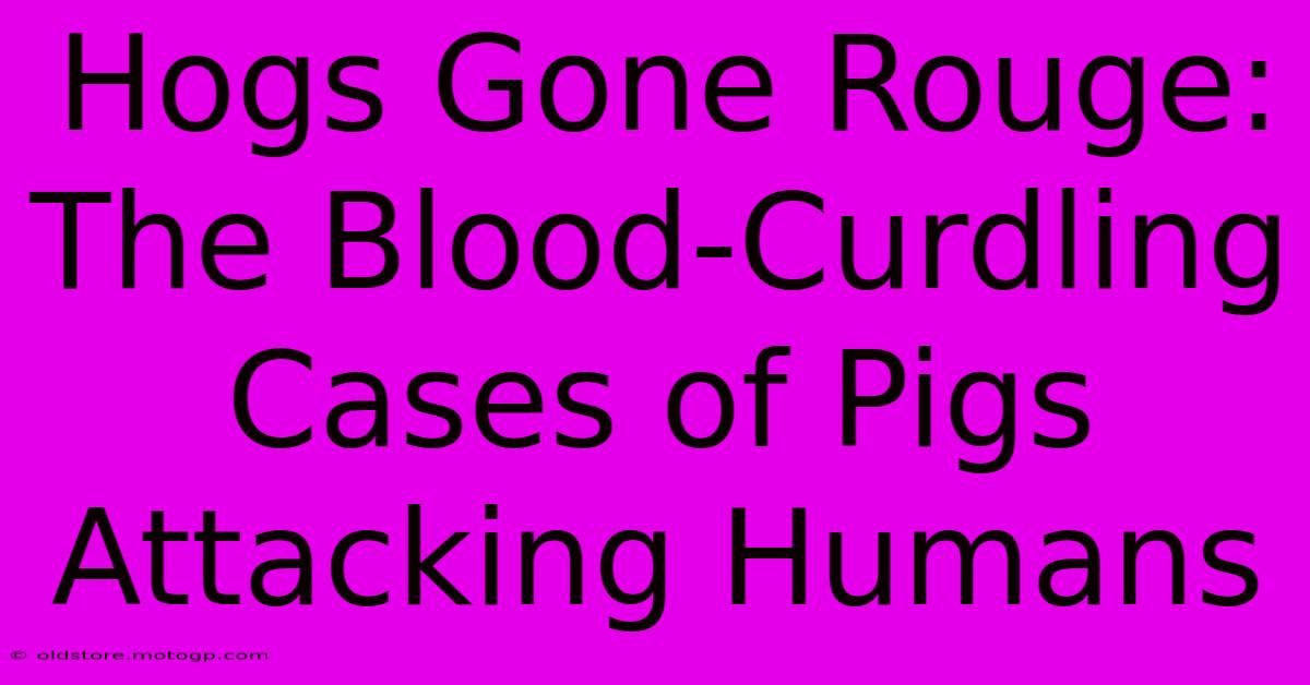 Hogs Gone Rouge: The Blood-Curdling Cases Of Pigs Attacking Humans