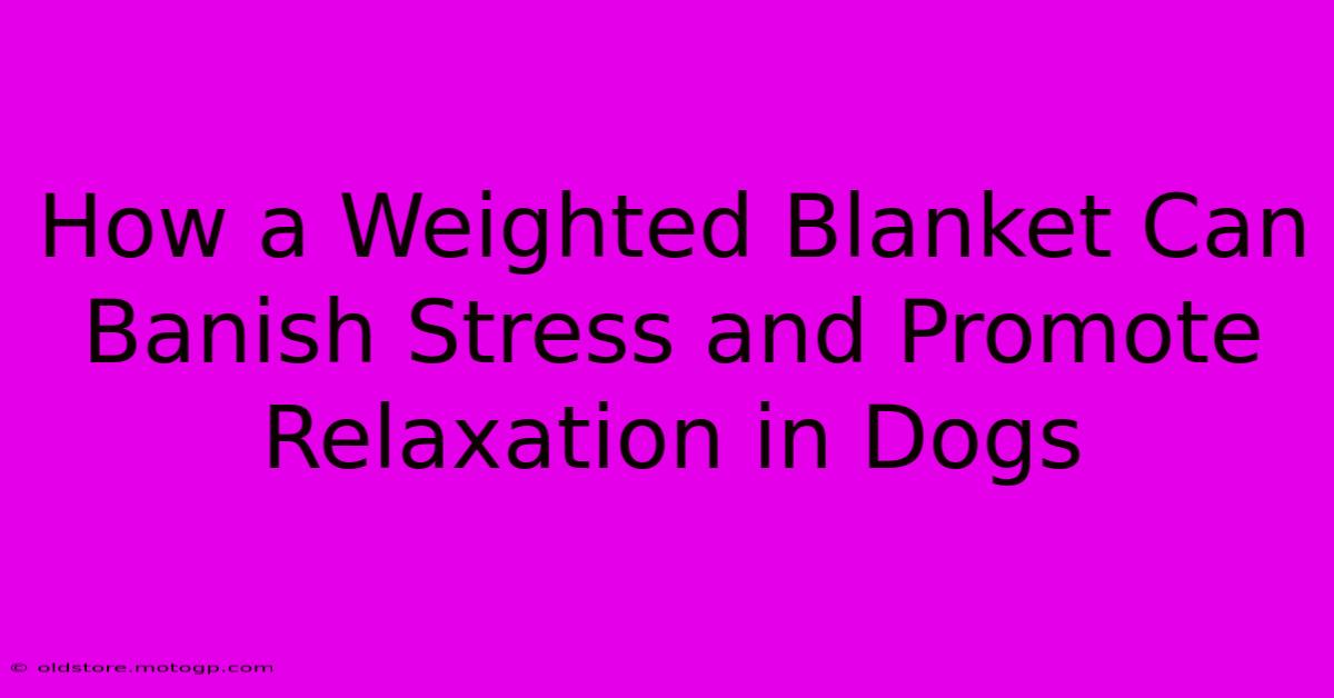 How A Weighted Blanket Can Banish Stress And Promote Relaxation In Dogs