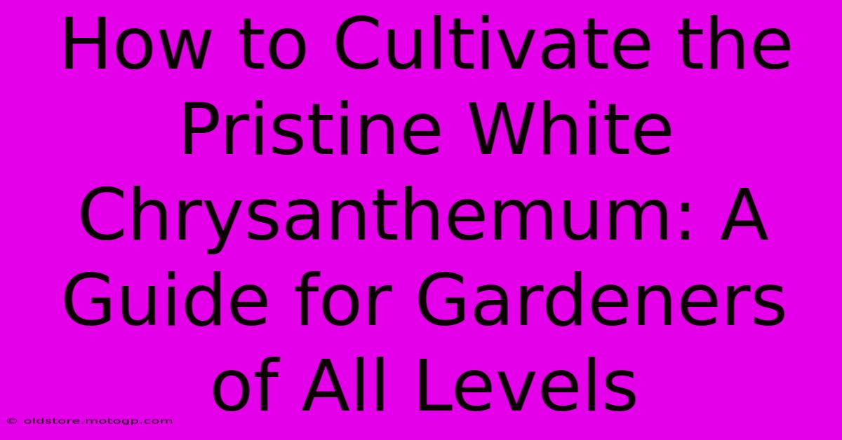 How To Cultivate The Pristine White Chrysanthemum: A Guide For Gardeners Of All Levels