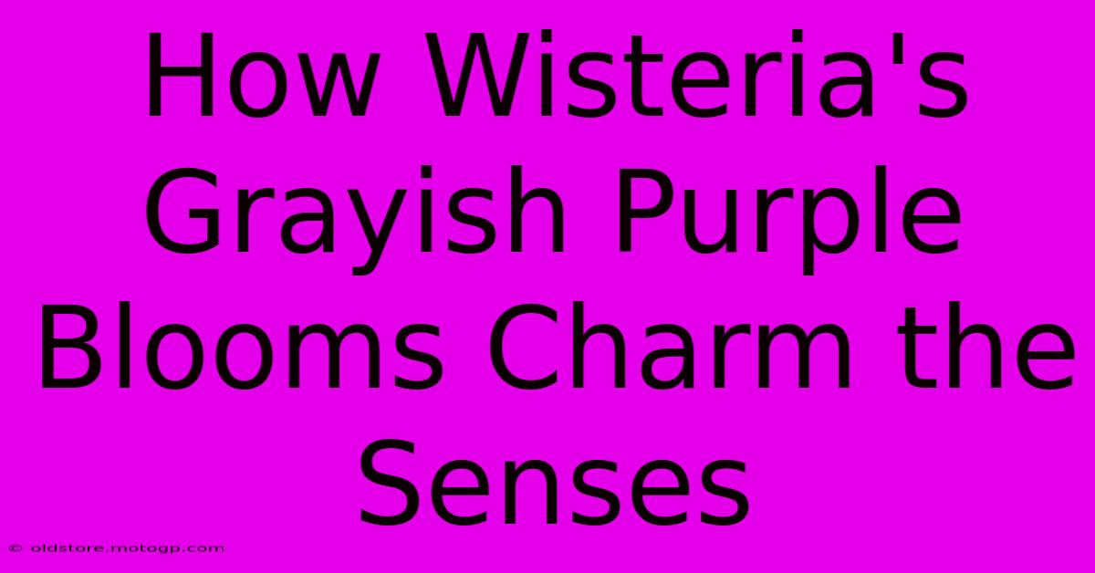 How Wisteria's Grayish Purple Blooms Charm The Senses