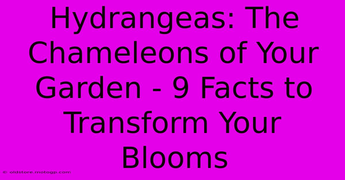 Hydrangeas: The Chameleons Of Your Garden - 9 Facts To Transform Your Blooms