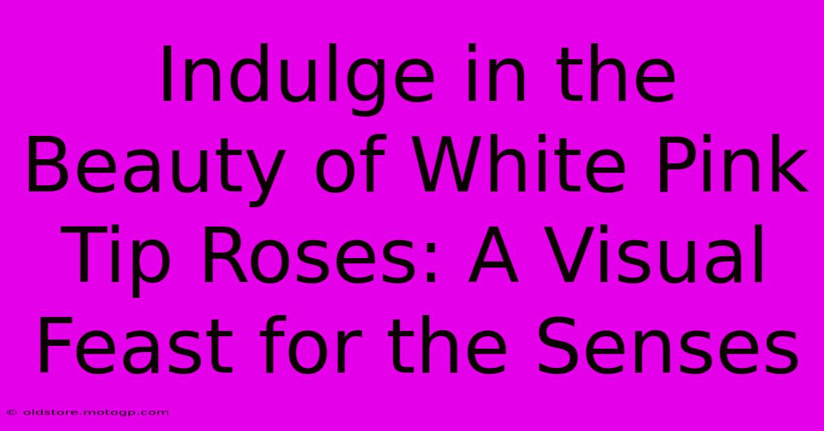 Indulge In The Beauty Of White Pink Tip Roses: A Visual Feast For The Senses