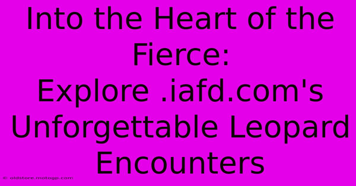 Into The Heart Of The Fierce: Explore .iafd.com's Unforgettable Leopard Encounters