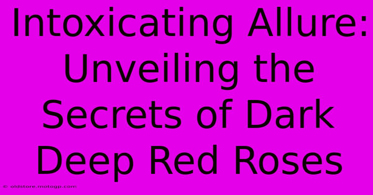 Intoxicating Allure: Unveiling The Secrets Of Dark Deep Red Roses