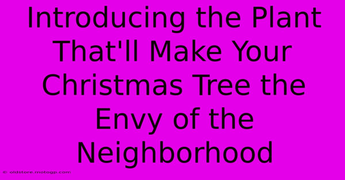 Introducing The Plant That'll Make Your Christmas Tree The Envy Of The Neighborhood