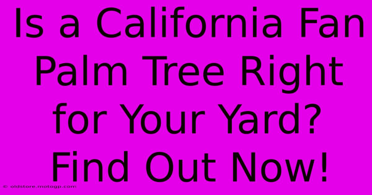 Is A California Fan Palm Tree Right For Your Yard? Find Out Now!