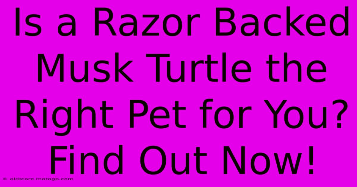 Is A Razor Backed Musk Turtle The Right Pet For You? Find Out Now!