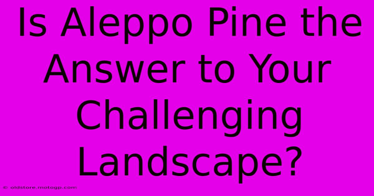 Is Aleppo Pine The Answer To Your Challenging Landscape?