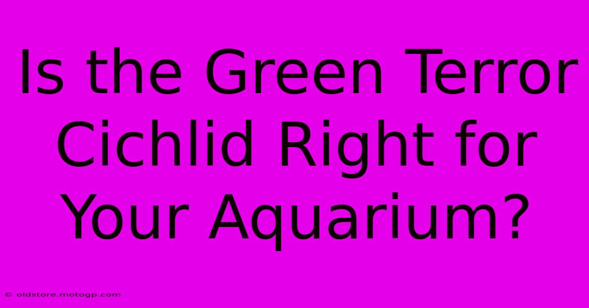 Is The Green Terror Cichlid Right For Your Aquarium?