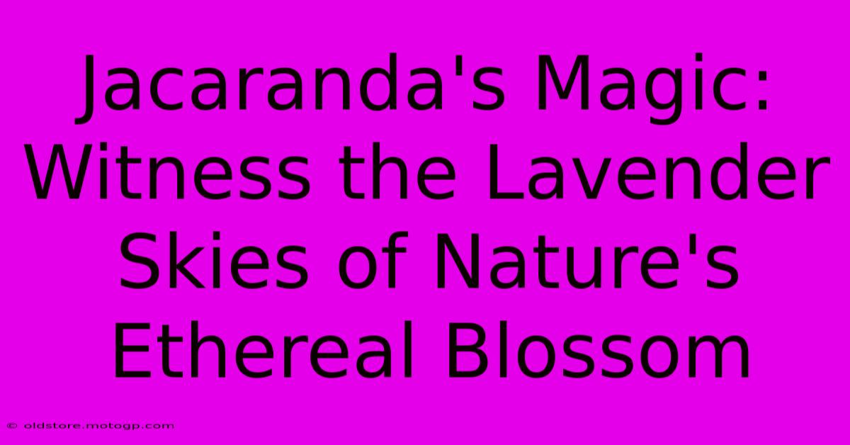 Jacaranda's Magic: Witness The Lavender Skies Of Nature's Ethereal Blossom