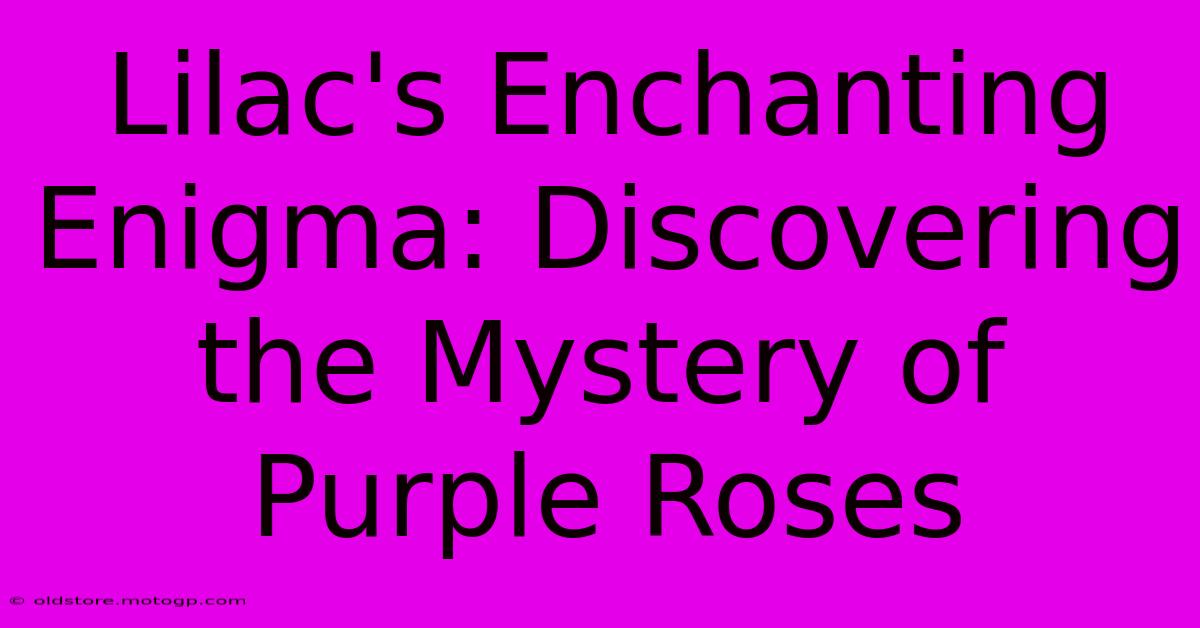 Lilac's Enchanting Enigma: Discovering The Mystery Of Purple Roses