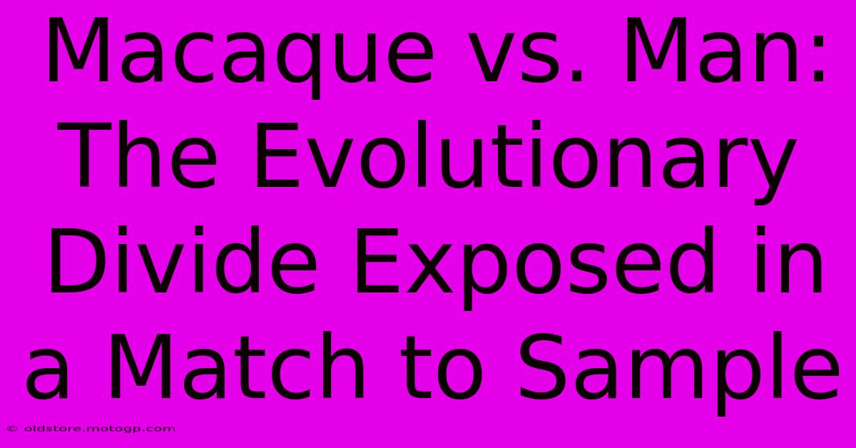 Macaque Vs. Man: The Evolutionary Divide Exposed In A Match To Sample