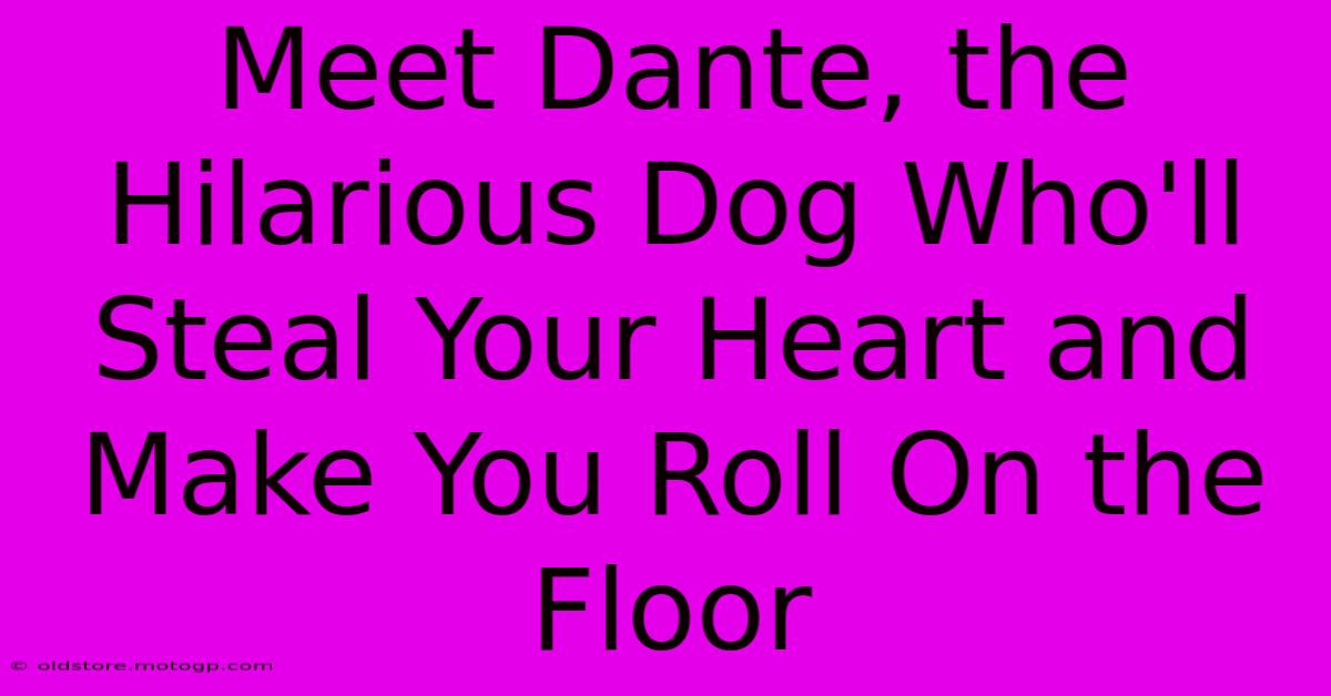 Meet Dante, The Hilarious Dog Who'll Steal Your Heart And Make You Roll On The Floor