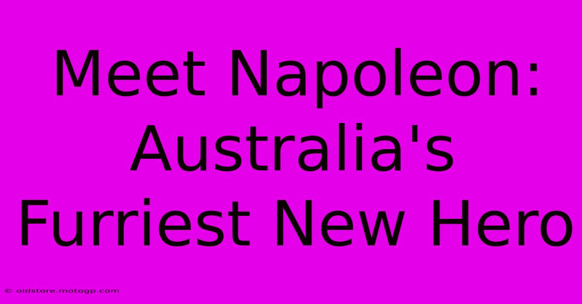 Meet Napoleon: Australia's Furriest New Hero