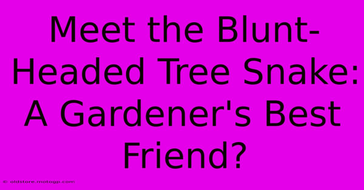 Meet The Blunt-Headed Tree Snake: A Gardener's Best Friend?