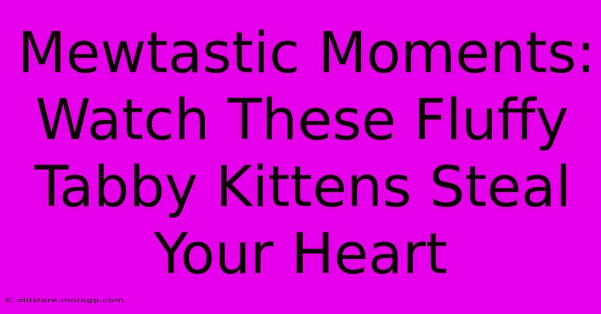 Mewtastic Moments: Watch These Fluffy Tabby Kittens Steal Your Heart