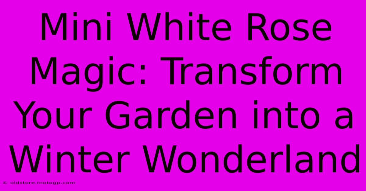 Mini White Rose Magic: Transform Your Garden Into A Winter Wonderland