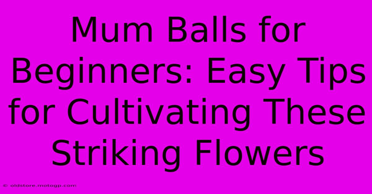 Mum Balls For Beginners: Easy Tips For Cultivating These Striking Flowers